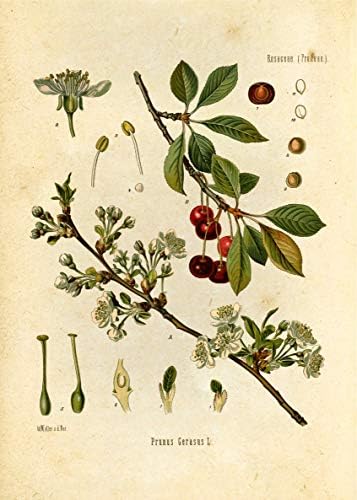 Régi Botanikus Nyomtat | Gyümölcs Wall Art által Tinta Inc. | Konyha Dekor | Citrom, Alma, Narancs, Gránátalma, Cseresznye, fekete Bodza, Málna