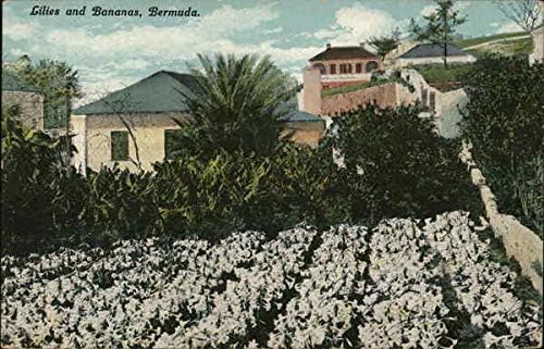 Gyöngyvirág, Banán, Bermuda Bermuda Eredeti Antik Képeslap, 1914
