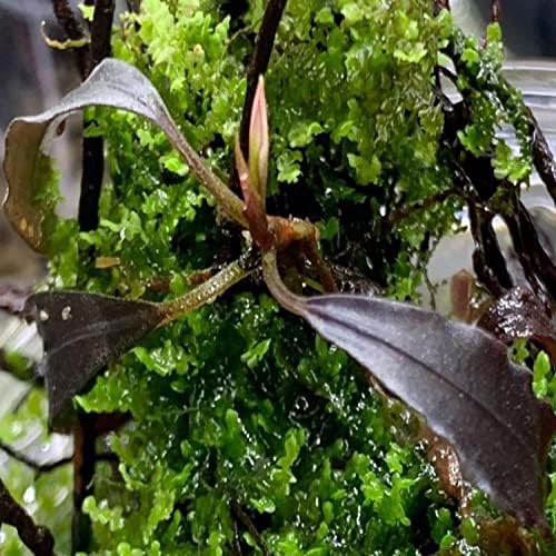 Greenpro | Bucephalandra Brownie Szellem Szövet Kultúra MINKET Farm Akváriumban Élő Növények Midground az akvárium Dekoráció