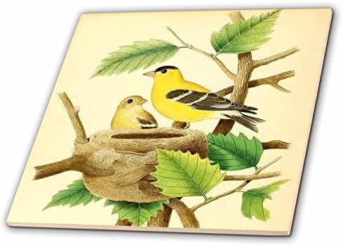 3dRose Vintage Madár Art Print Amerikai Goldfinch Gyönyörű Sárga Madarak Fészket - Csempe (ct-364680-7)