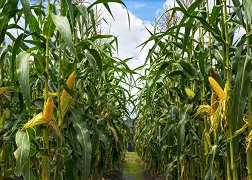 BELECO 5x3ft Zöld Kukoricásban Hátteret Szövet Vidéki Kukorica Területeken Kukorica Fotózás Háttér Mezőgazdasági Növények Őszi Betakarítás