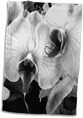 3dRose Florence Fekete n Fehér Orchidea Ellentétek, Törölköző (twl-24595-1)