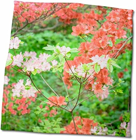 3dRose Színes virágok Azalea Erdőben, Winterthur, Delaware, egyesült államok - Törölköző (twl-278836-3)