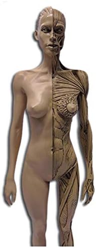 Emberi Anatómia Ábra a Modell - Női & Férfi Anatómia Ábra & Férfi Izom -, Csont-Modell - 11 Inch Emberi Csontváz Anatómiai Festmény,
