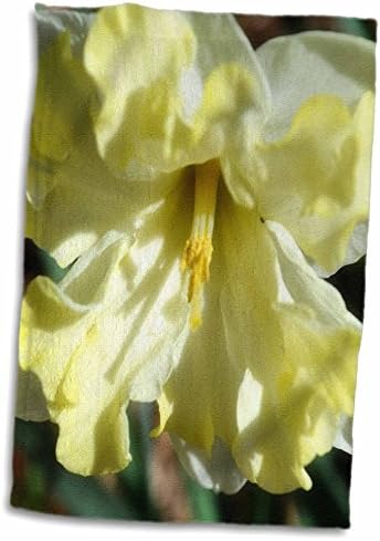 3dRose Ó, Drága istenem, egy gyönyörű sárga díszes nárcisz virág - Törölköző (twl-181138-3)