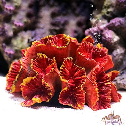 Ipetboom Növények Dekoráció Növények Dekoráció Mesterséges Akvárium Korall Dísz Műanyag akvárium Növény Dekoráció Táj Home Office