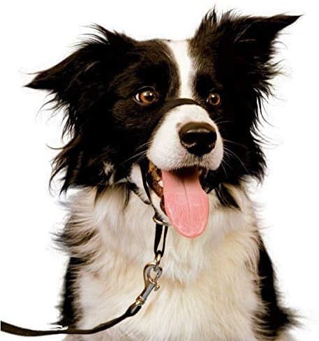 Kutya Fejét Gallér, Nem Húzza Képzési Eszköz a Kutyákat Sétálni, Ingyenes Képzési Kézikönyv, 5