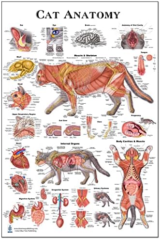 Macska AnatomyPoster 24 * 36