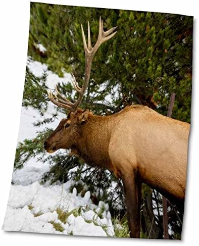 3dRose Mike Szélhámosság Fotózás - Állatok - Elk füvet eszik - Törölköző (twl-280210-3)