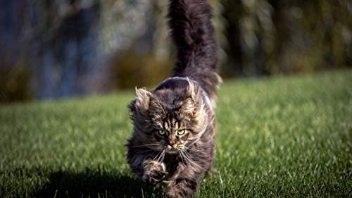 HÁZIÁLLATOK EGÉSZSÉGÜGYI MEGOLDÁS macska Ízületi Fájdalom Enyhítésére Kezeli, - Hip, illetve a Közös Macskák - Prémium Formula