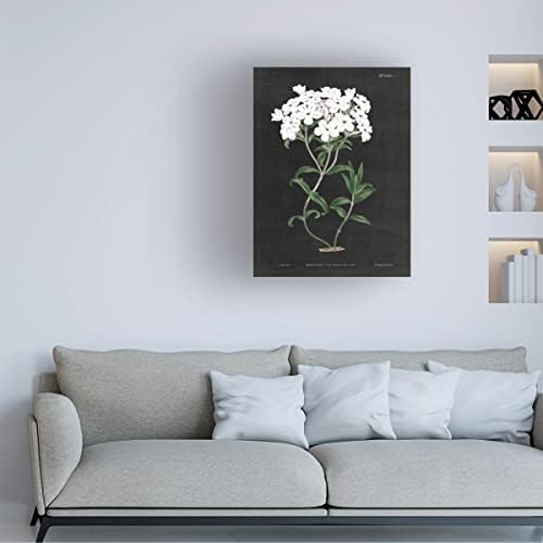 Védjegy képzőművészeti Fehér Botanikus Fekete Táblázat VI' Vászon Művészet által Vad Alma Portfólió 14x19