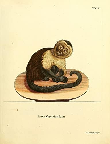 Panamai Fehér Arcú Kapucinus Emberszabású Majom Régi Élővilág Osztályteremben Irodai Dekoráció Állattan Antik Illusztráció