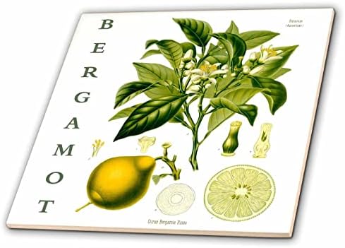 3dRose Bergamott Herb Art - Gyógynövény gyógynövények Botanikus Nyomtatott Lapok (ct-365478-3)