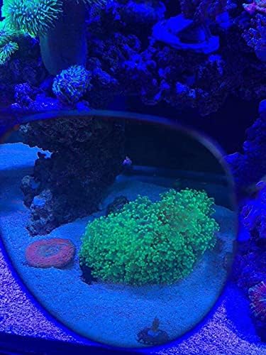 Korallzátony Lencse Szemüveg Zátony Lencse Szemüveg Akvárium Korallzátony Szűrő-Lencse Szemüveg viewer (Speciális Egyéni Változat)