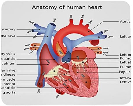 Wozukia A Szív Anatómiai egérpad, Egyedi Orvosi Struktúra a Szerv Vénák Kardiológiai Csúszásmentes Gumi Alap Mousepad Téglalap